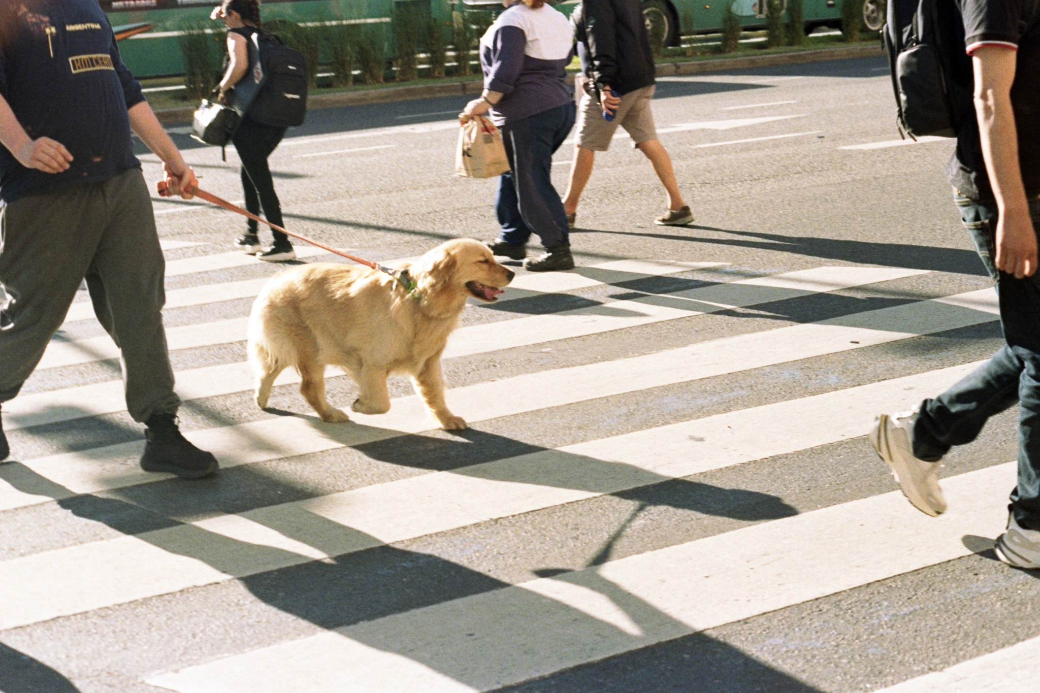dog on crosswalk